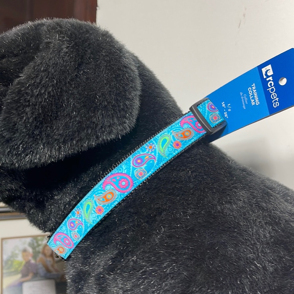Paisley print training collar